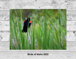 Birds of Idaho 2022