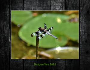 Dragonflies 2022