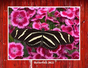 Butterflies 2022