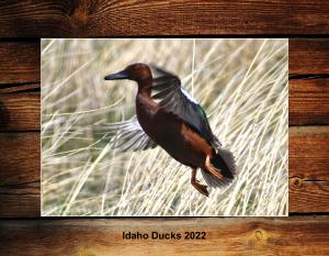 Idaho Ducks 2022