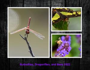 Butterflies, Dragonflies, & Bees 2022