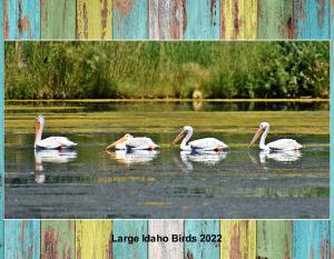 Large Idaho Birds 2022