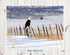 Idaho Birds 2022