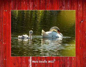 Mute Swans 2022