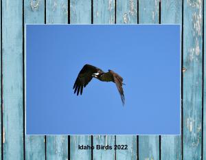 Idaho Birds 2022