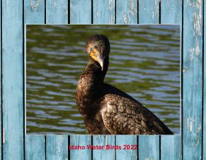 Idaho Water Birds 2022