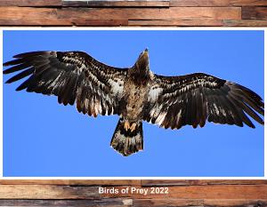 Idaho Birds of Prey 2022