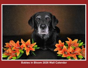 Babies in Bloom 2026 Wall Calendar