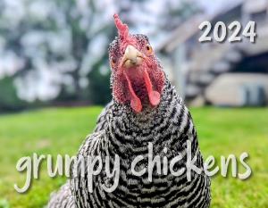 Grumpy Chickens 2024