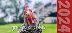 Grumpy Chickens Desk Calendar