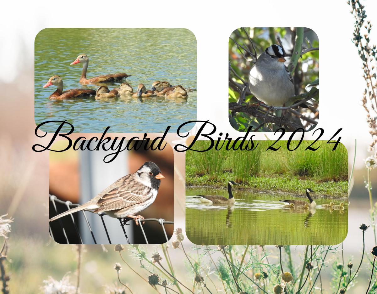 Backyard Birds 2024