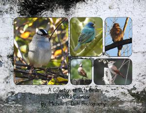 A Collection of Cute Birds