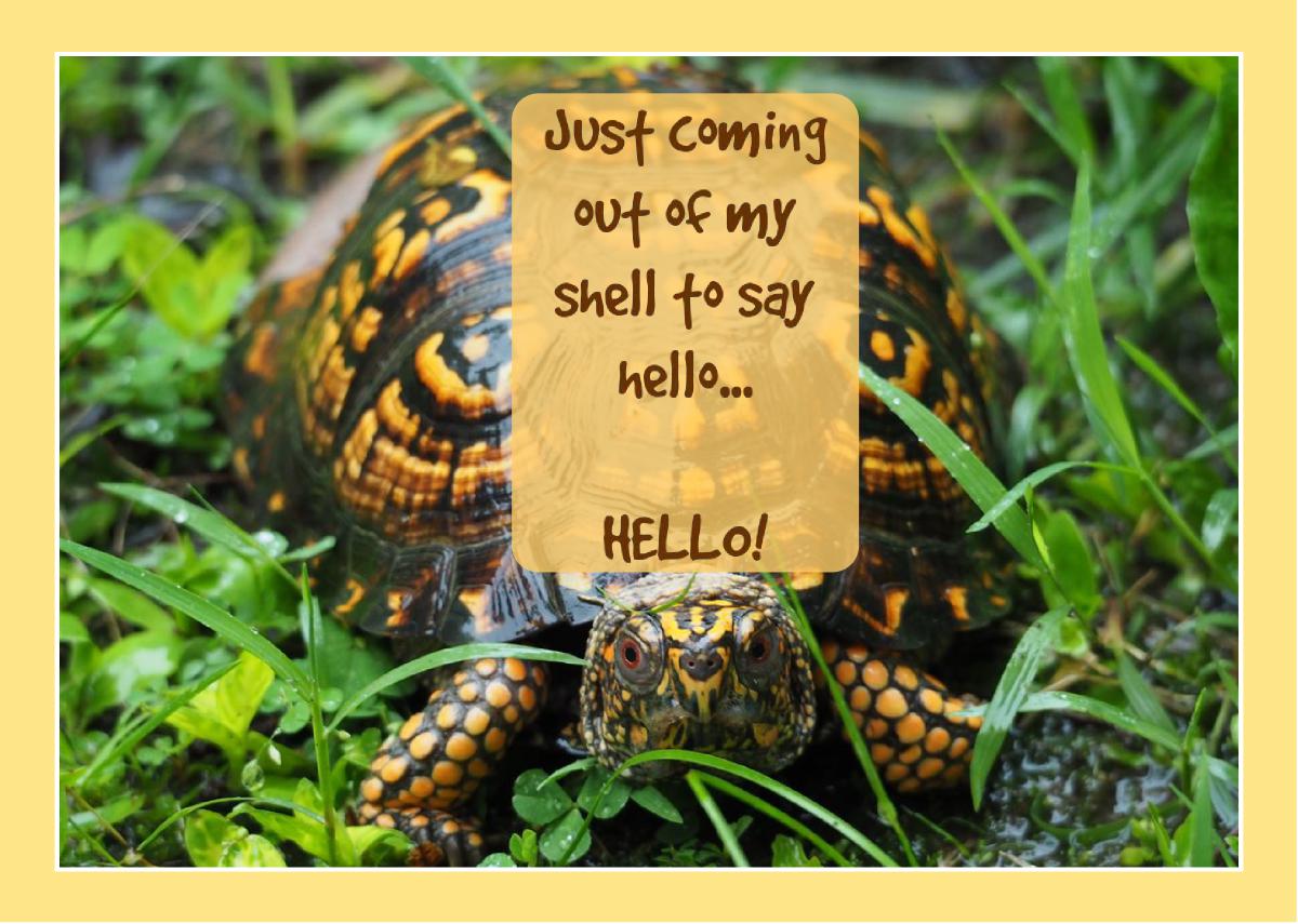 Out of Shell - Hello Card