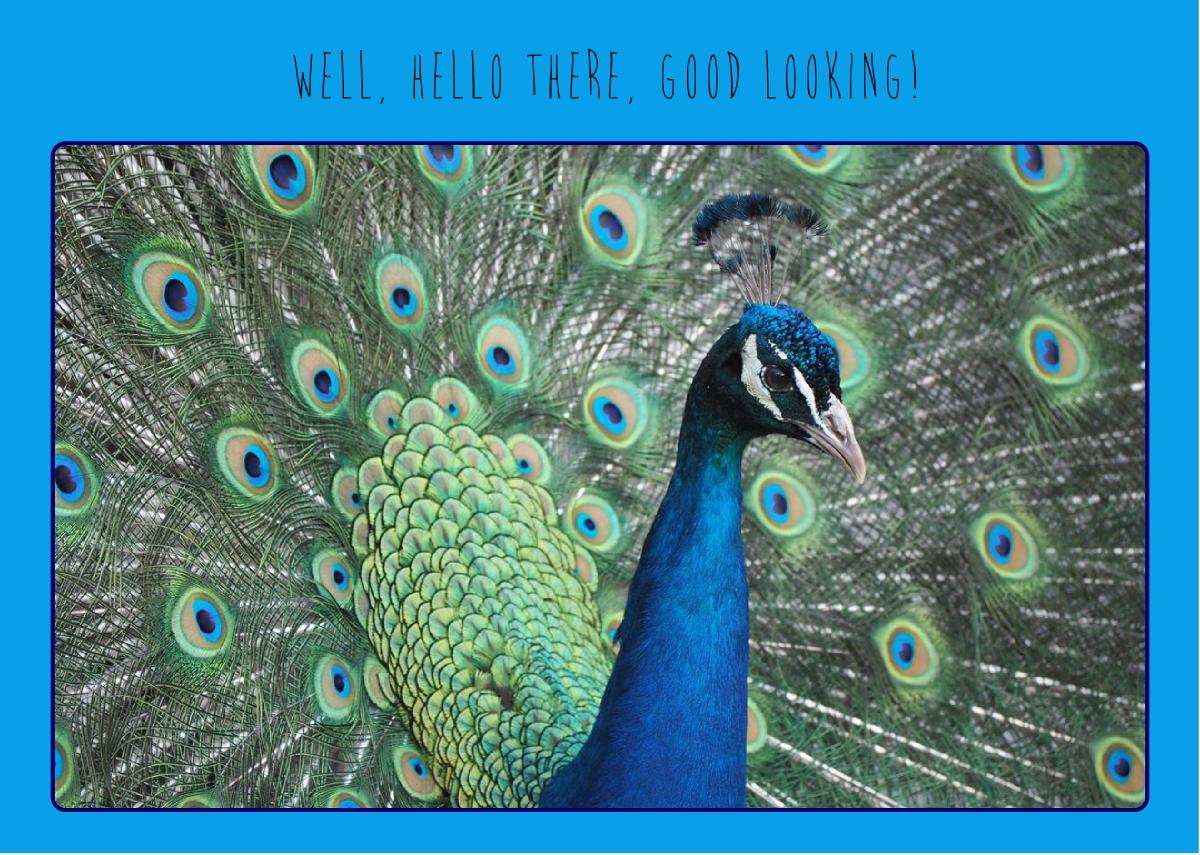 Peacock - Hello card
