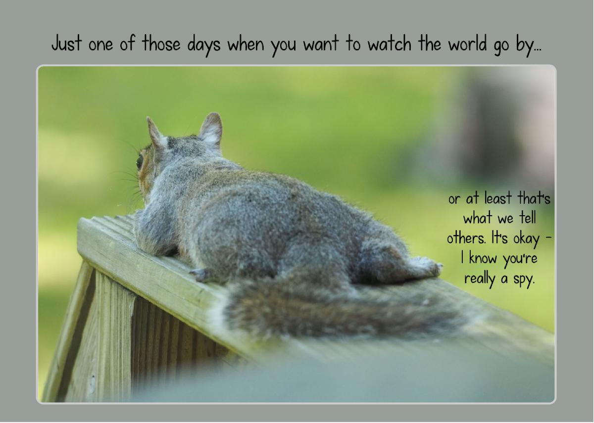 Squirrely Spy card