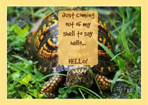 Out of Shell - Hello Card