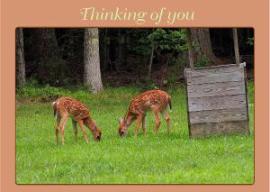 Fawns - Thinking of You Card