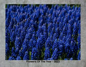 Flowers Of The Year 2023
