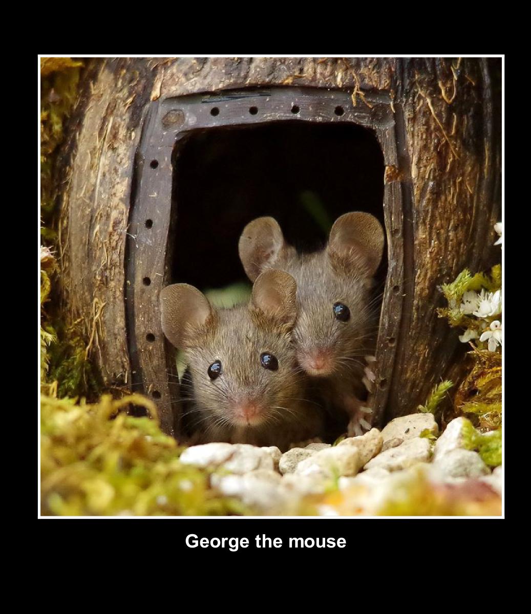 George the mouse cd case calendar