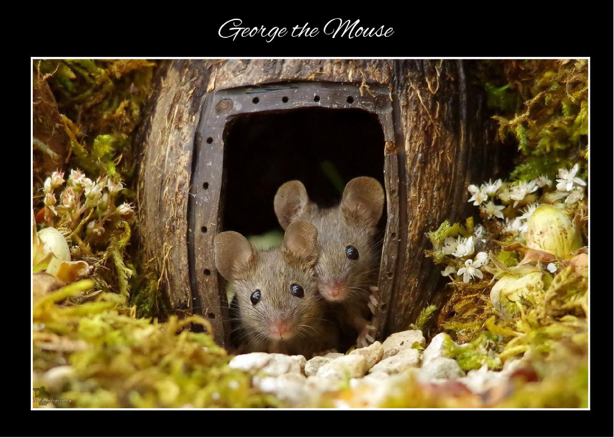 George the mouse thank you card