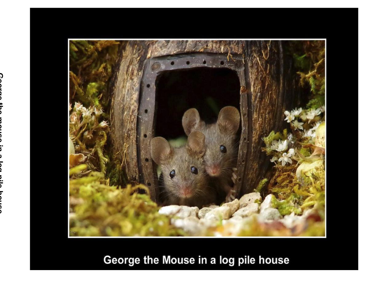 George the mouse book