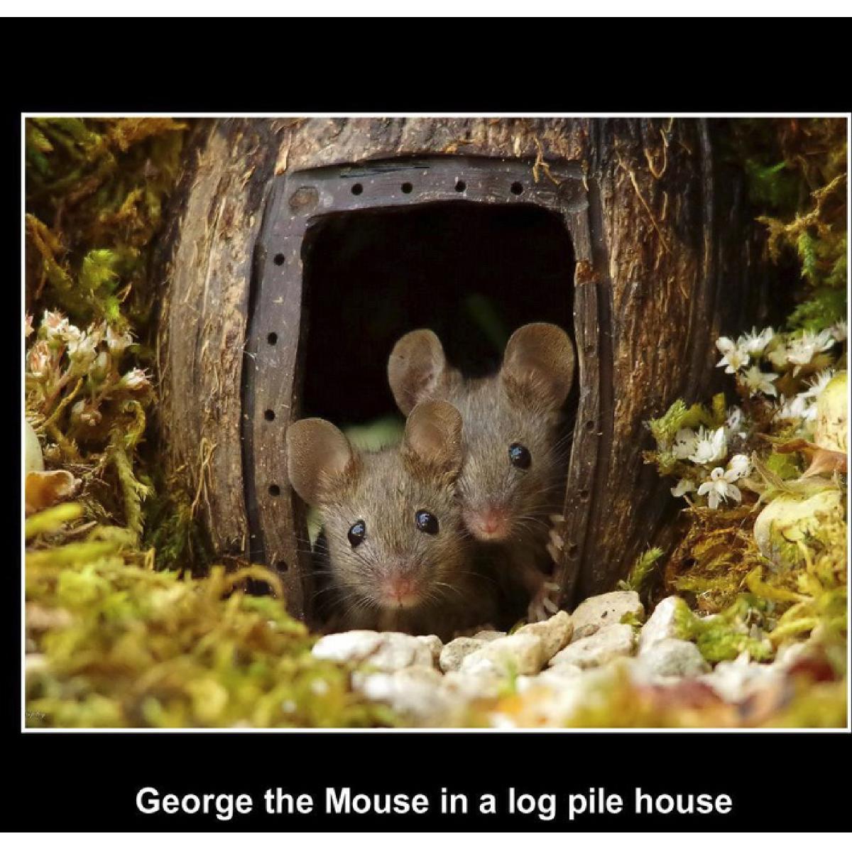 usa George the mouse story calendar