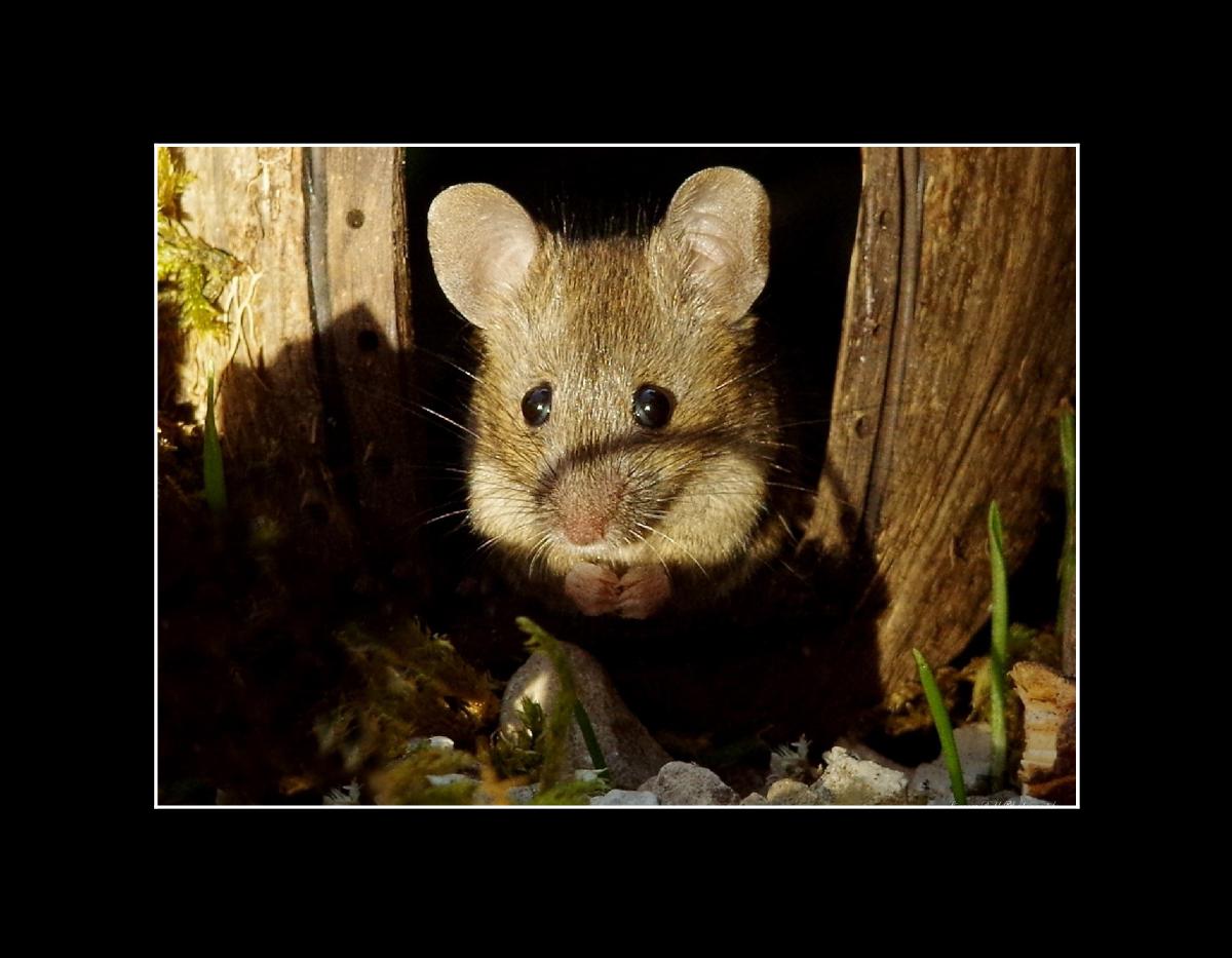 George the mouse in a log pile house 2023 calendar