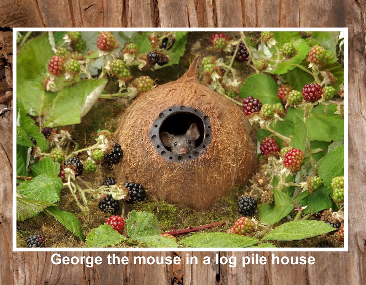 new 2022 George the mouse calendar usa