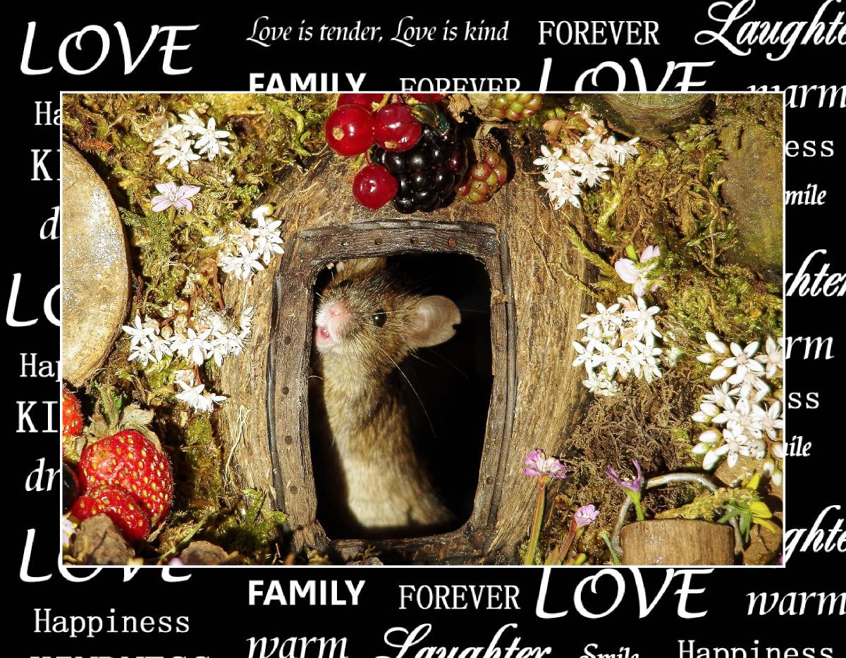 George the mouse  calendar love