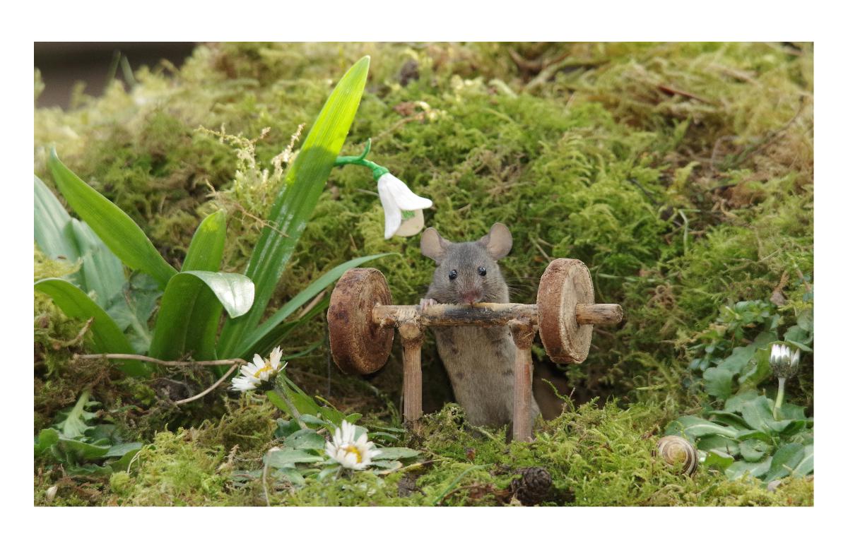 weight lifter mouse