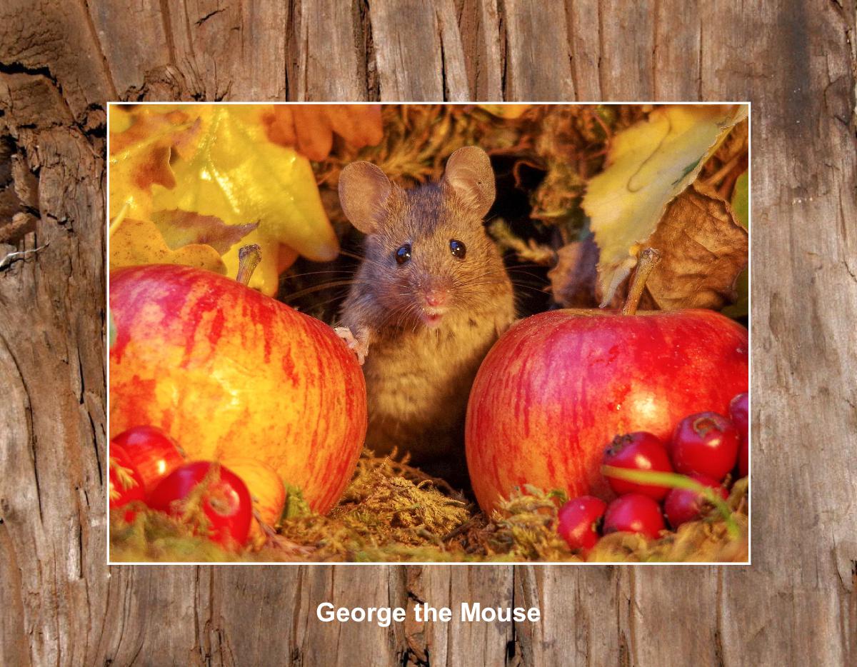 George the Mouse in a wood pile house