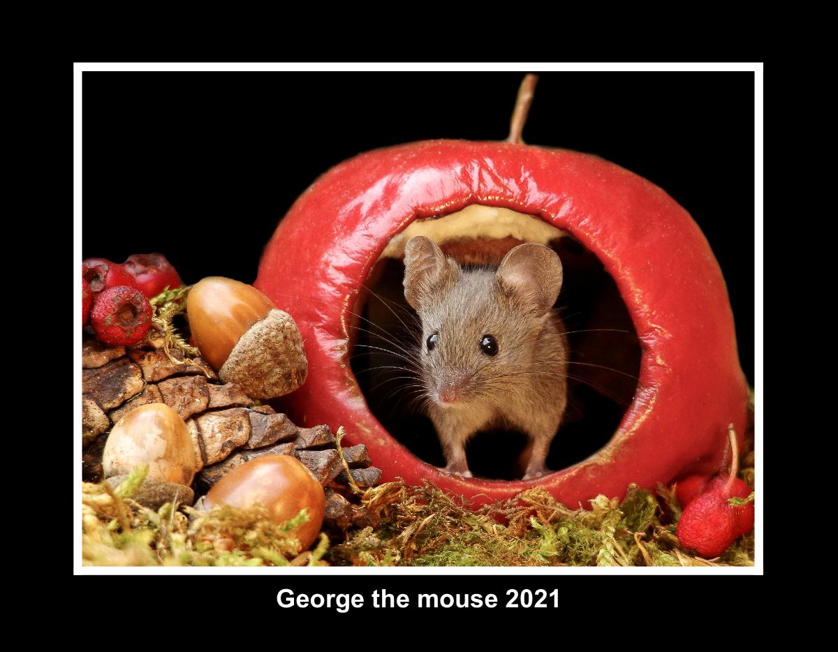 George the mouse 2023 black backs