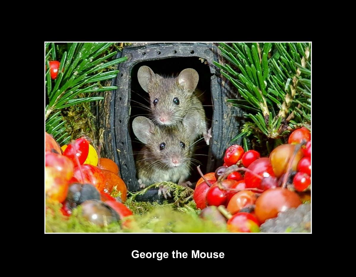 George the mouse in a log pile house