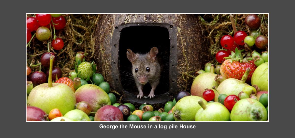 George the mouse desk calendar
