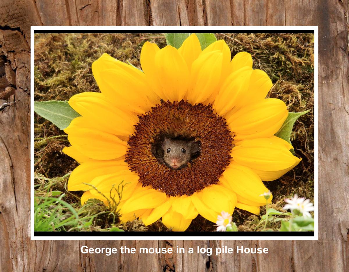 2026 George the mouse calendar .