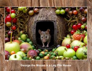 2023 George the mouse new images