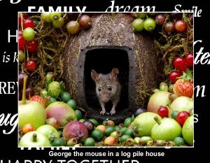George the mouse photo book