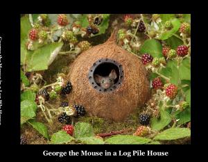 George the Mouse in a Log Pile House book 1234