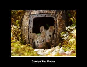 George The Mouse in a log pile house 2022 calendar