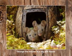 2023 George the mouse  calendar 23