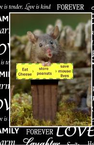 George the mouse podium