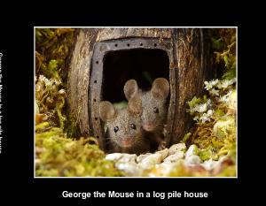 The Story of George the Mouse in a log pile house