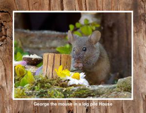 George the mouse  #1234