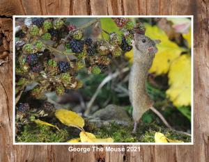 George the Mouse in the Brambles