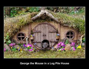 George the mouse in a log pile house 2022 usa