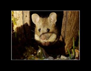 George the mouse in a log pile house 2020 calendar