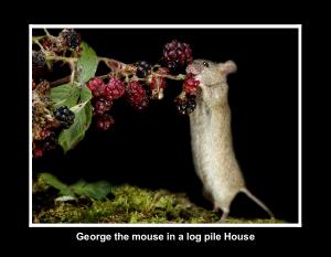 George The Mouse 2023 black backgrounds