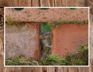 2025 George the mouse calendar 11