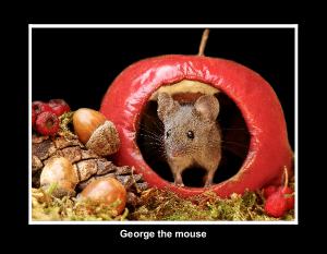 George the mouse 2023 black backs