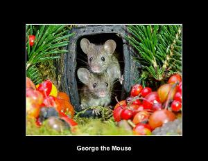 George the mouse in a log pile house 2020 calendar